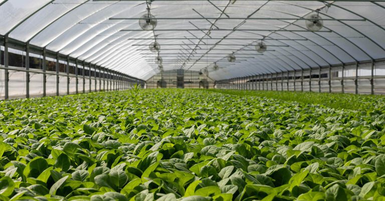Find out how HLBNGA developed a smart agriculture solution